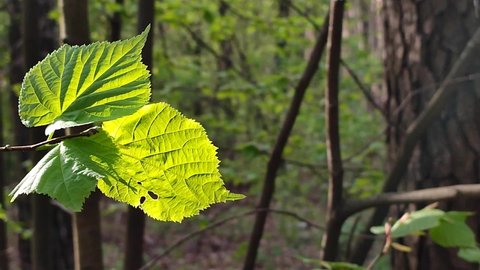Fresh bright green leaf shines through in the rays of the sun on a branch tree in the forest on a spring day close-up. Wildlife, nature, plants. Sunny morning. Beautiful natural background template.