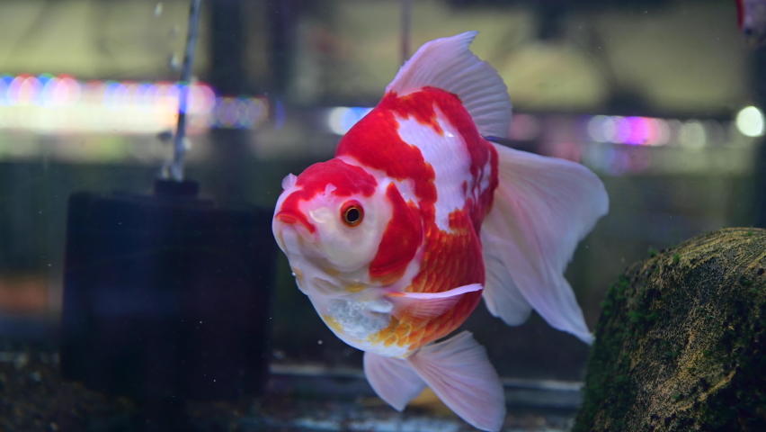 4K Goldfish swim in glass fish tank Royalty-Free Stock Footage #1090036973