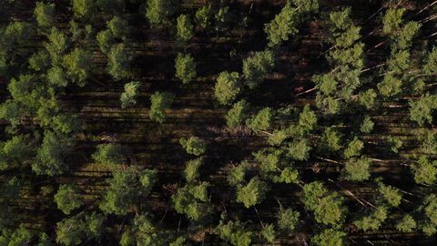 Top down aerial drone view of spring common pine forest, spring woodland aerial shot. Drone fly over green coniferous Pinus sylvestris trees. Flight over woods, natural background in motion. 4k UHD.