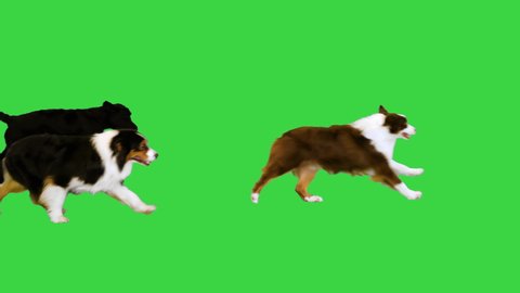 Pack of dogs running by on a Green Screen, Chroma Key.