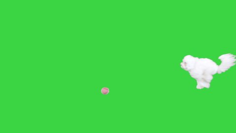 Cute fluffy Bichon Frise running after the ball on a Green Screen, Chroma Key.