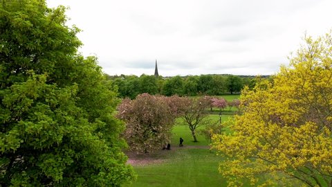 Aerial view of beautiful blossom trees in the spring time filmed in the town of Harrogate, North Yorkshire UK showing the trees and freshly cut grass.