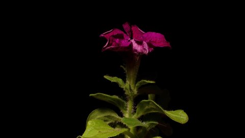 Time lapse of growing red Petunia hybrida Vilm flower from bud to full blossom. Spring flower Petunia hybrida blooming isolated on black background, 4k video studio shot.