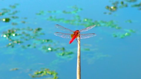 Red dragonfly (Crocothemis erythraea) sits on the tip of a reed. Ukraine