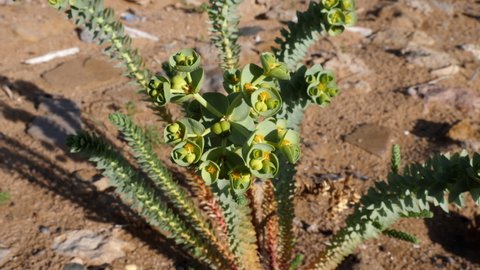 Euphorbia myrsinites (myrtle spurge) in desert sand. Nature background footage in 4k.