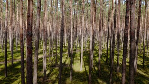 Aerial drone view of a pine forest interior in spring. Common pine forest, springtime woodland aerial shot Drone fly through coniferous Pinus sylvestris trees. Straight fligh in real time 4k UHD