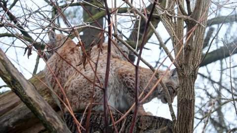 Wild animal, medium sized cat. View of lynxes that sit on a tree in the forest in the wild. Wild Eurasian lynx