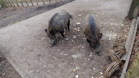 Wild boar pigs eating vegetables and bread. Wild boar family with little piglets eating food thrown by visitors, overhead view