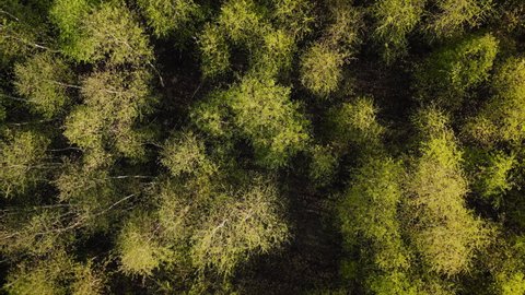 Top down aerial drone view of spring birch forest, spring woodland aerial shot. Drone fly over green trees and yellow treetops. Flight over woods, natural background in motion. 4k UHD. Straight flight