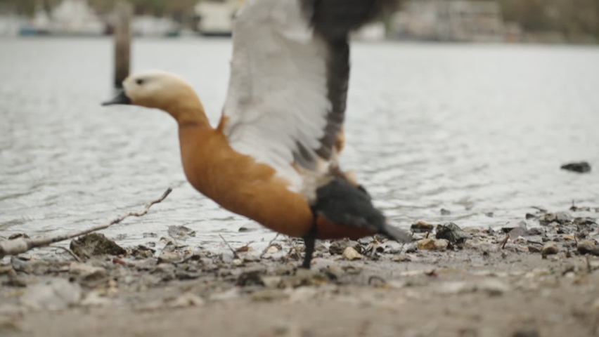The duck takes off and sits on the water, slow motion.