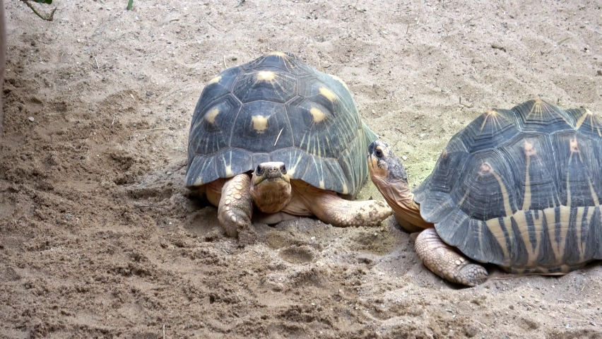 Madagascar tortoise (Pyxis arachnoides) .Tortoises are resting