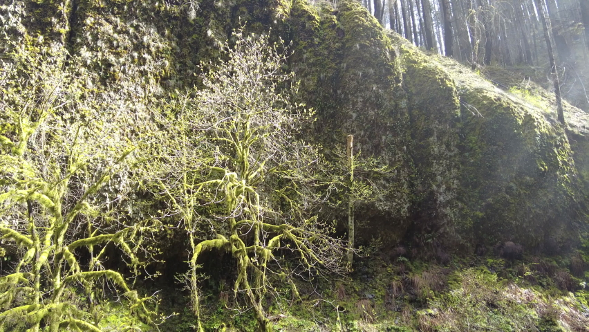 Light illuminates Multnomah Creek in northern Oregon as it flows through a forest and over scenic waterfalls. It eventually plunges into the Columbia River Gorge between Oregon and Washington.