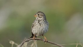 Corn bunting bird (Emberiza calandra) perched on a dry plant, close-up. Video with audio.