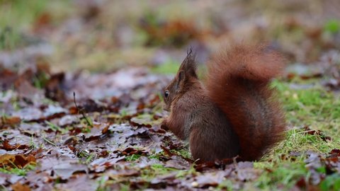 European red squirrel looking for food on a forest meadow, december, north rhine westphalia, (sciurus vulgaris), germany