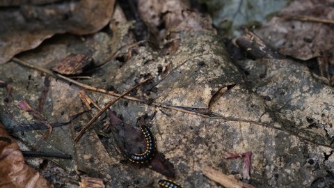 Keluwing or Ulat Gagak or black caterpillar or Spirostreptus crawling on dry leaves.