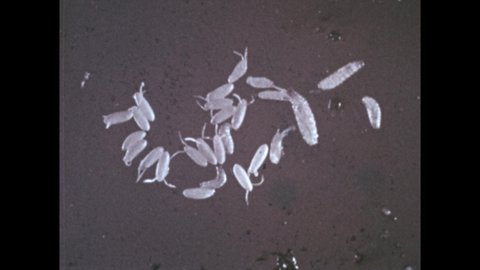 1970s: Microscopic eggs and larva. Larva slowly moving.