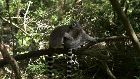 Ringtailed Lemurs at Monkeyland Park in Plettenberg Bay South Africa
