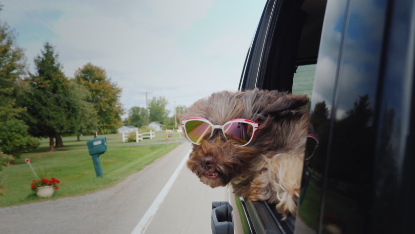 Funny puppy with glasses looks out the window of the car on the go Royalty-Free Stock Footage #1090048605