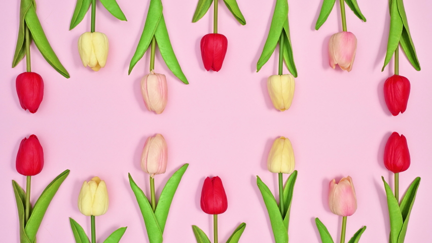 6k Creative dance of colorful tulips spring flowers on pastel pink background. Stop motion flat lay Royalty-Free Stock Footage #1090048919