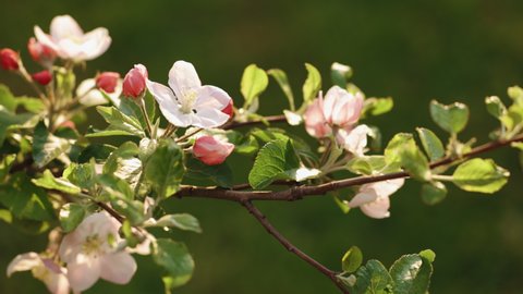 Apple blossom fruit tree flower growing blooming and blossoming against a green background. Beautiful apple tree flowers in spring.