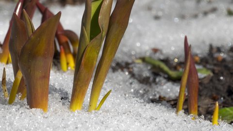 Timelapse snow melts in spring, the first green shoots of flowers grow. Tulips and lilies sprouts from soil after snow