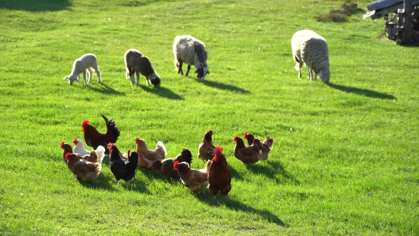 grass field for breeding farm animals, goats sheep and chickens walk in the farm garden with amazing light of the sun - sustainable breeding and respectful of the life of animals in Tuscany 
