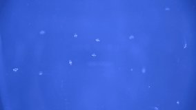 chrysaora melanaster swimming upwards inside aquarium