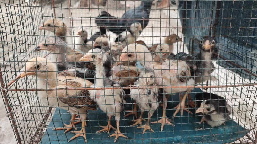 a group of chicks in a cage separated from their mother