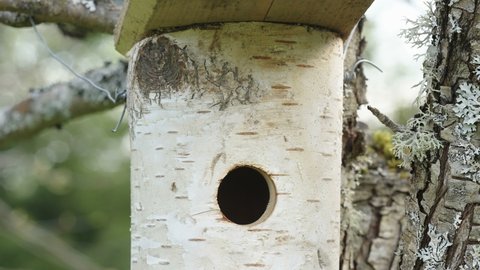 A closer look of the small peekhole of the birdhouse in Estonia on the tree trunk in the forest