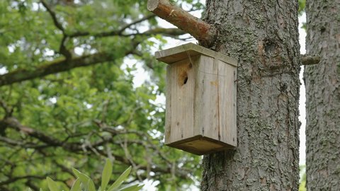 The wooden small birdhouse in the tree trunk in Estonia in the middle of the forest