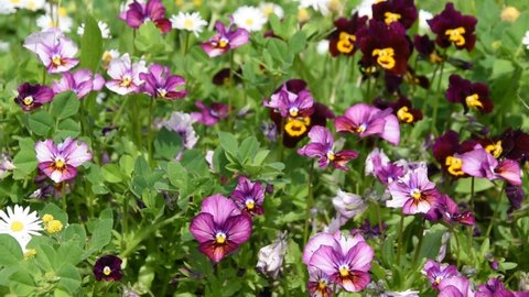 Flowers of the garden pansy swinging in the wind