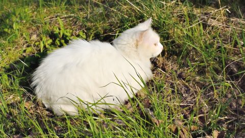 Beautiful cute white fluffy domestic cat angora sitting lying on green fresh grass in garden, backyard and enjoying sunlight at summer.animal on open nature.