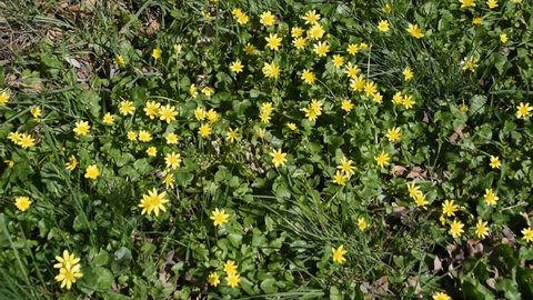 Spring background with small yellow flowers of pilewort swinging in the wind