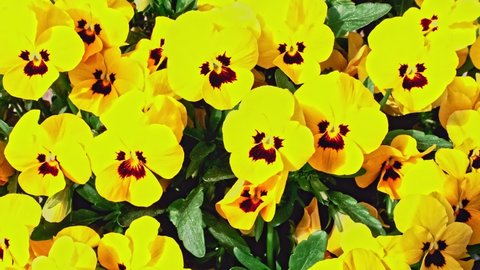 Watering yellow flower pansies close-up