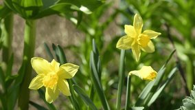 Yellow daffodil flowers in spring. Yellow flowers sway in the wind. Side view. 4K UHD video footage 3840X2160.