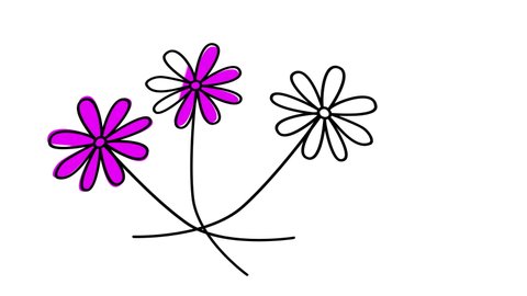 Chamomile flowers, daisy, camomile self drawing animation. Line art. White background. Violet flowers.