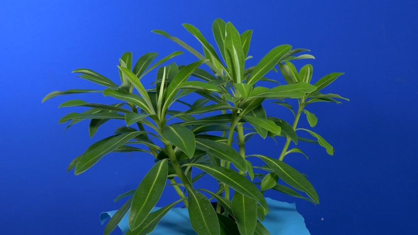Leafy Green Plant In Breeze On Bluescreen Royalty-Free Stock Footage #1090054003