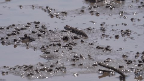 Mudskipper Fill Their Mouth With Water Amongst The Snail On Mud During Low Tide. - close up
