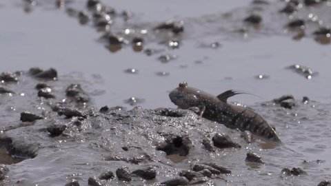 Closeup Of Mudskipper And Snails Left Uncovered At Low Tide.