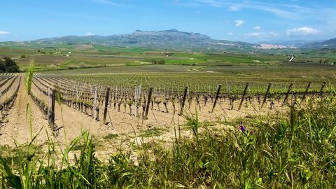 Shooting of the area of ​​Lake Arancio in Sicily. Vineyards close to the lake. Sambuca of Sicily. Trekking in the heart of the Sicani mountains. Green in Sicily. Wheat fields.