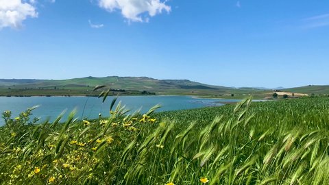 Shooting of the area of ​​Lake Arancio in Sicily. Vineyards close to the lake. Sambuca of Sicily. Trekking in the heart of the Sicani mountains. Green in Sicily. Wheat fields.