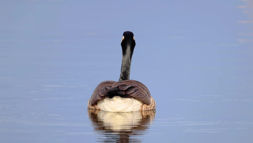 A Canadian goose on the water, a large wild goose with a black head and neck, white cheeks, white under its chin, and a brown body.