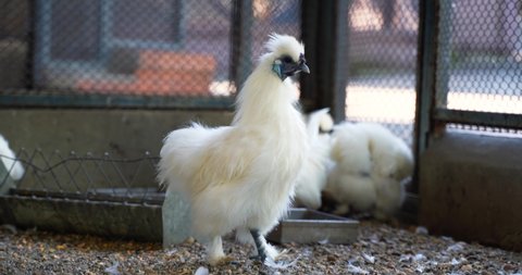 The Silkie also known as the Silky or Chinese silk chicken stands on one leg enclosed in a cage on an eco farm