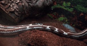 a brown white snake next to a tree in an aquarium behind glass