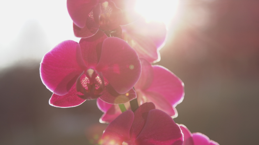 SLOW MOTION, CLOSE UP VIDEO: Detailed shot of sunlit blossoming purple orchid. Beautiful purple blooming orchid bathing in golden light. Sun shining through colourful orchid flowers in living room. Royalty-Free Stock Footage #1090059545