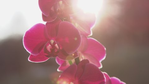 SLOW MOTION, CLOSE UP VIDEO: Detailed shot of sunlit blossoming purple orchid. Beautiful purple blooming orchid bathing in golden light. Sun shining through colourful orchid flowers in living room.