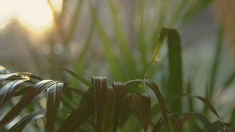 SLOW MOTION, CLOSE UP: Female hand spraying green bamboo palm leaves. Sun flare and spray shine while watering golden cane palm. Detailed view of potted palm maintenance in beautiful golden sunlight.