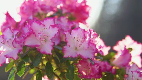 SLOW MOTION, CLOSE UP: Sun rays shining over lush blooming white azalea flowers with pink edges. Beautiful azalea blossoms in spring garden. Vibrant azalea flower head in backlit with golden sunlight.