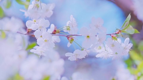 Macro slow motion footage of the cherry blossom branch with white flowers in full bloom with small green leaves swaying in the wind in spring under the bright sun. Close-up high quality 4K footage.