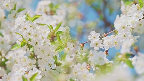 Cherry blossom branch with white flowers in full bloom with small green leaves swaying in the strong wind in spring under the bright sun. Close-up moving high quality 4K footage.